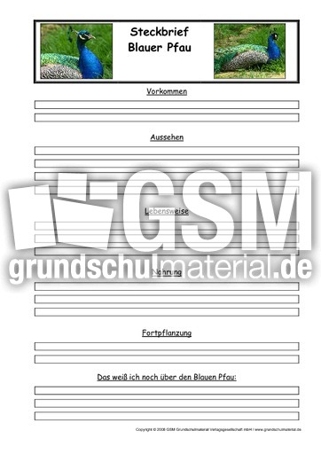 Blauer-Pfau-Steckbriefvorlage.pdf